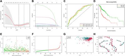 The prognostic value of MicroRNAs associated with fatty acid metabolism in head and neck squamous cell carcinoma